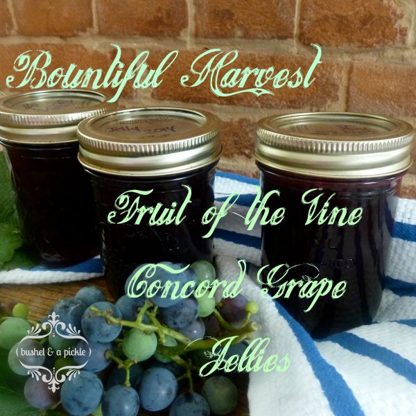 bountiful harvest Fruit of the vine Concord grape jellies