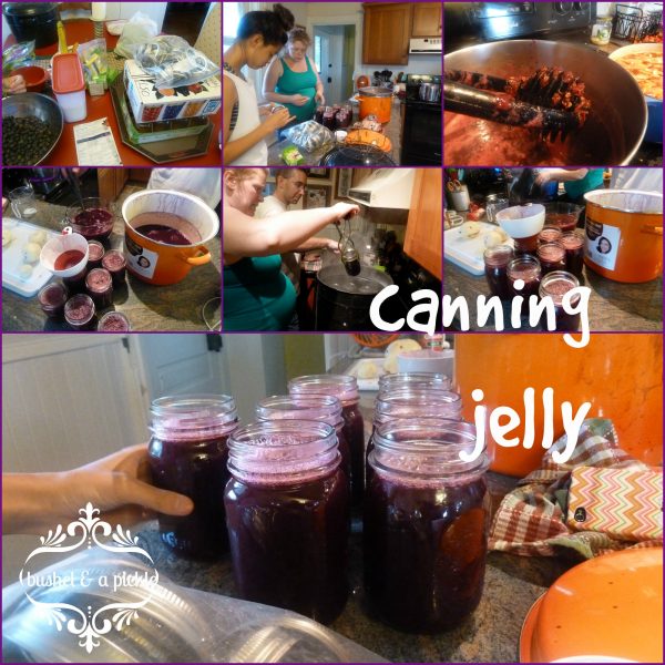 canning jelly