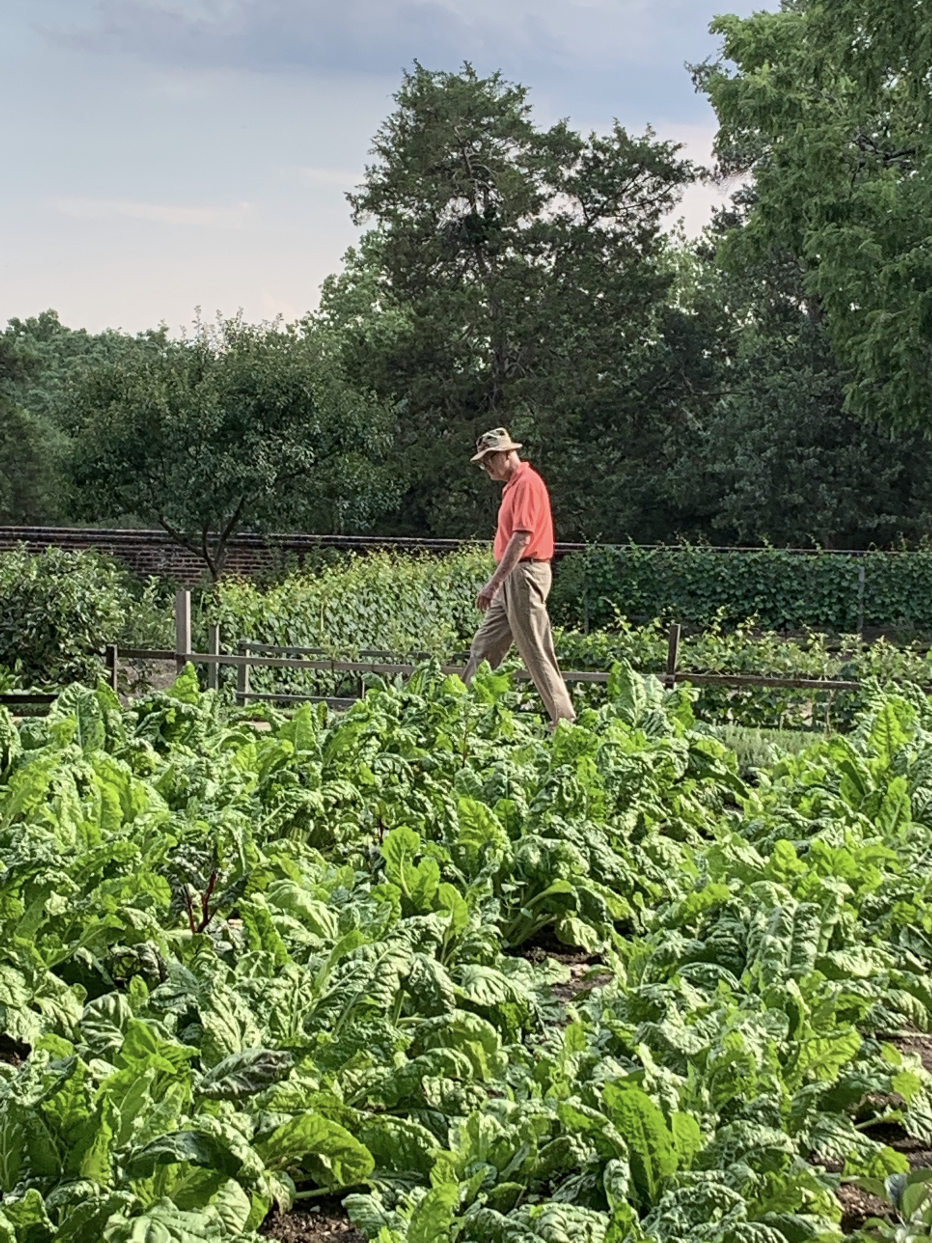 Jim Walking in Martha Washington's Garden at Mount Vernon