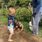Backyard Garden Potato Harvest Day