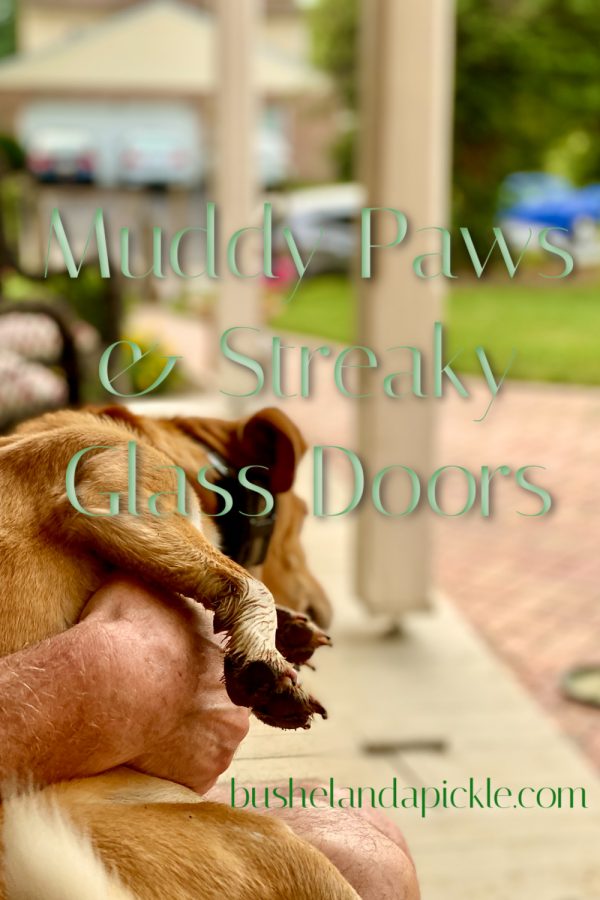 muddy paws and streaky glass door with Peach on back porch