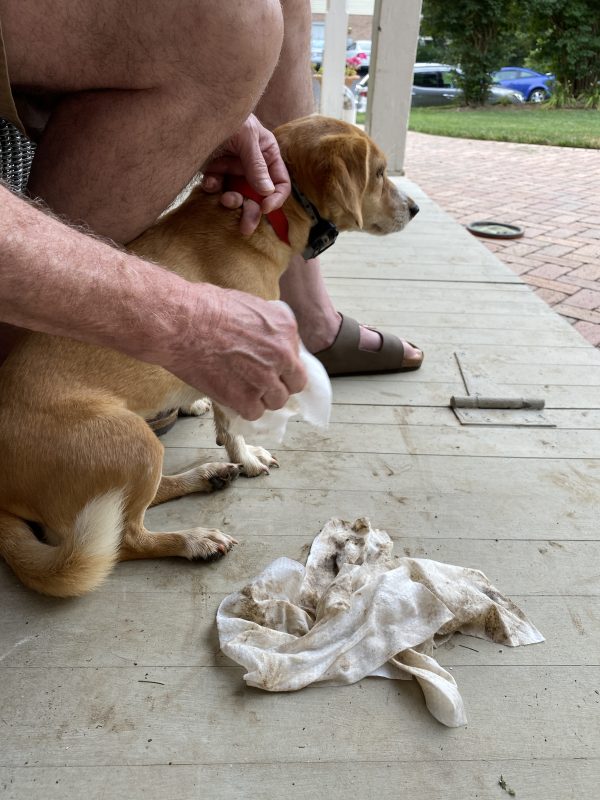 Peach with muddy paws being wiped with Grove grooming wipes on a porch with muddy streaks