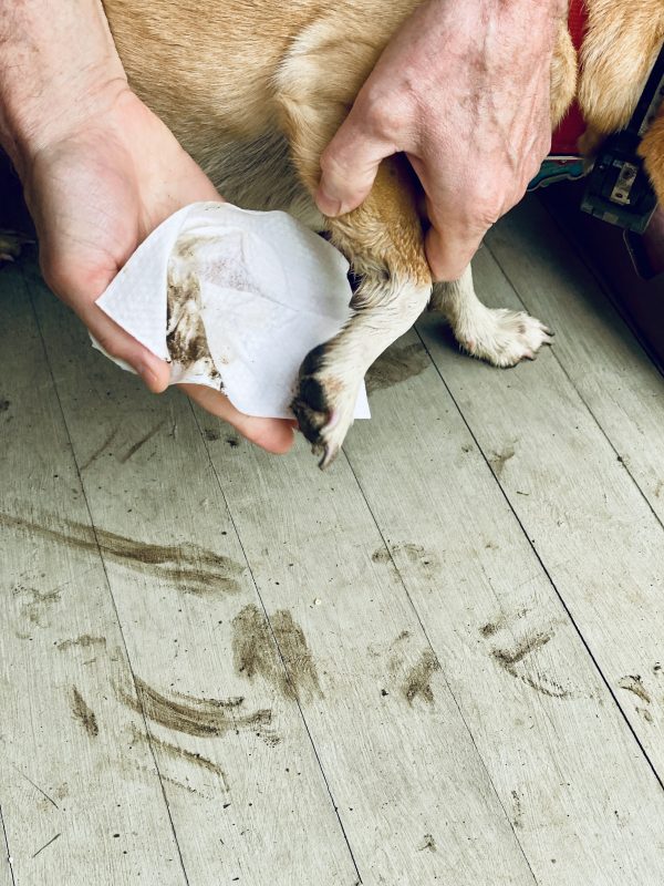 Peach with muddy paws being wiped with Grove grooming wipes on a porch with muddy streaks