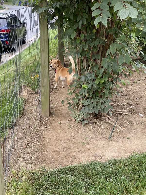 Peach on her run down the side of the yard that is bare dirt under the bushes