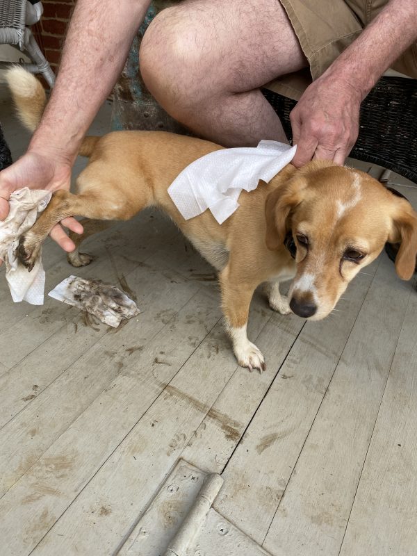 Peach standing still with muddy back paws being wiped with Grove grooming wipes on a porch with muddy streaks