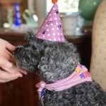 Celebrating Our Beloved Dog, Shadow