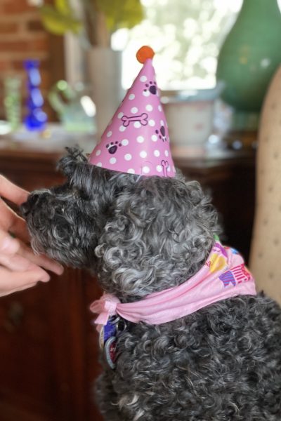 Shadow is ready for her birthday party