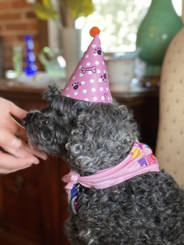 Shadow is ready for her birthday party