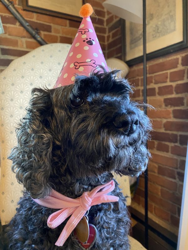 Shadow, the Birthday Dog with pink party hat and scarf