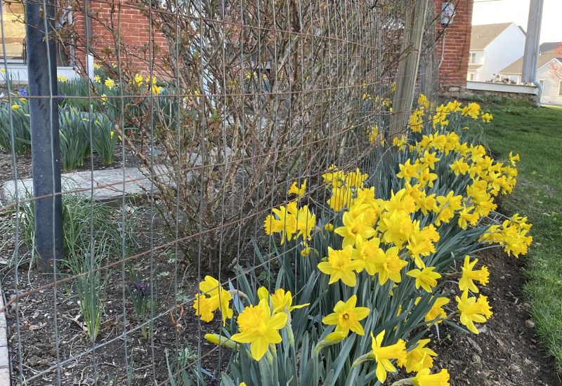 Waiting for the Daffodils