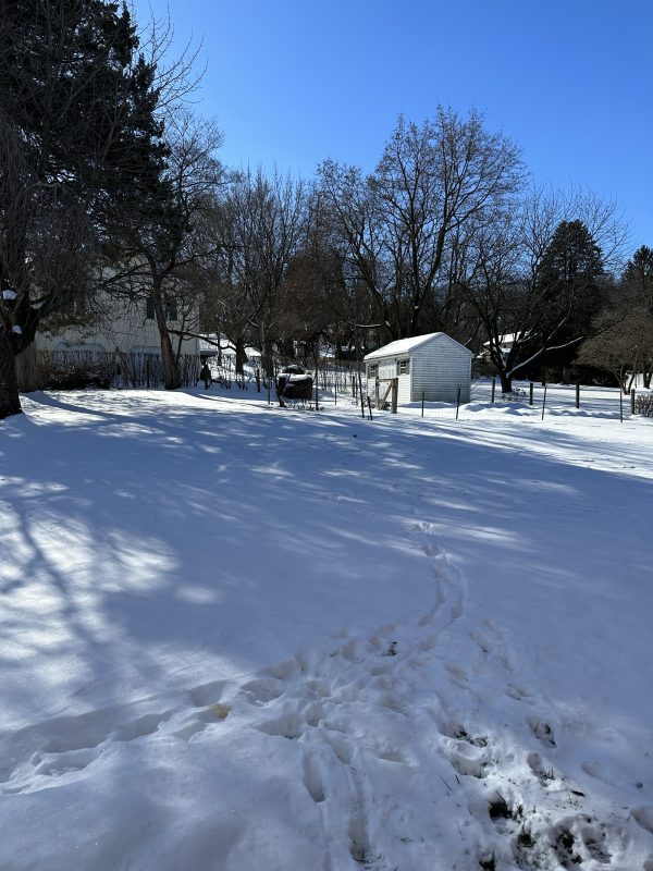 Calm Peaceful Day Snow and Sunlight