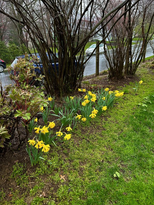 row of pretty daffodils