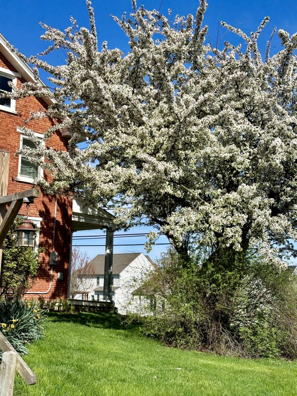 Blooming tree in front yard